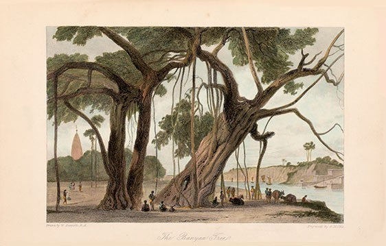 The Banyan Tree