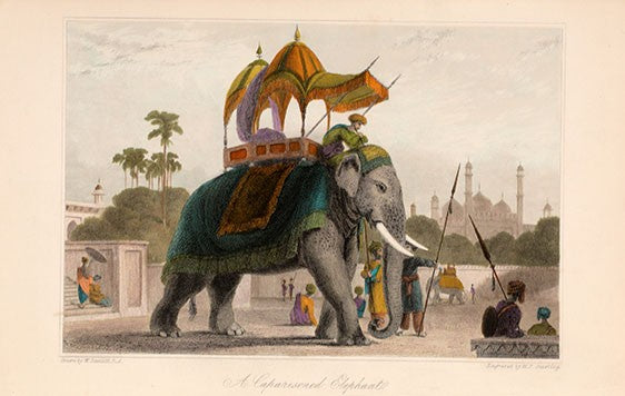 A Caparisoned Elephant