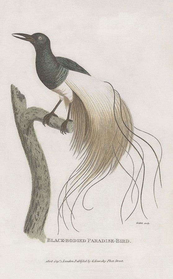 Black-bodied Paradise Bird