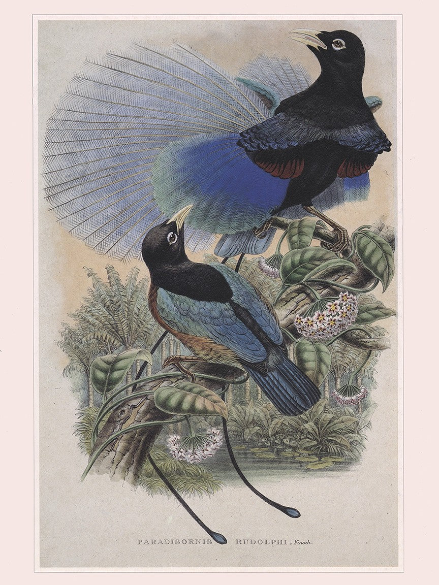 Blue Bird of Paradise