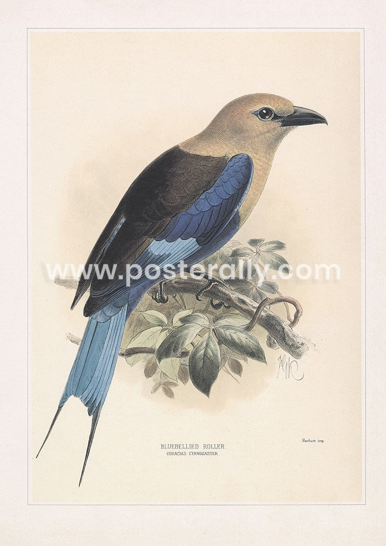 Blue-bellied Roller