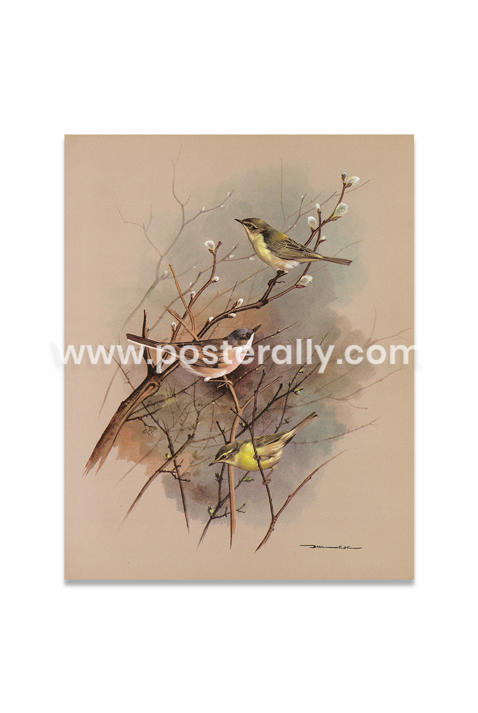 Chiffchaff, whitethroat and willow warbler