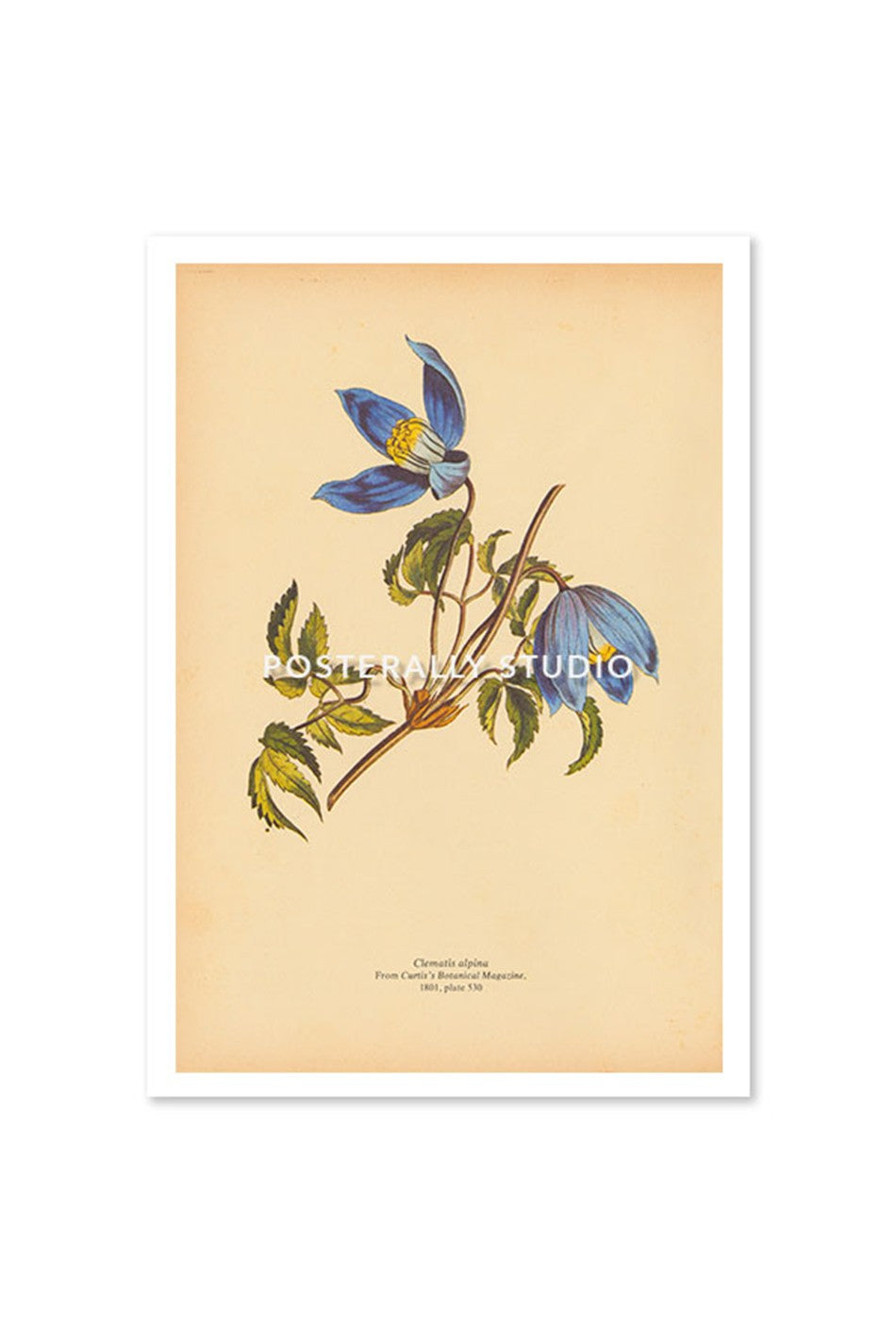 Clematis Alpina or Alpine Clematis