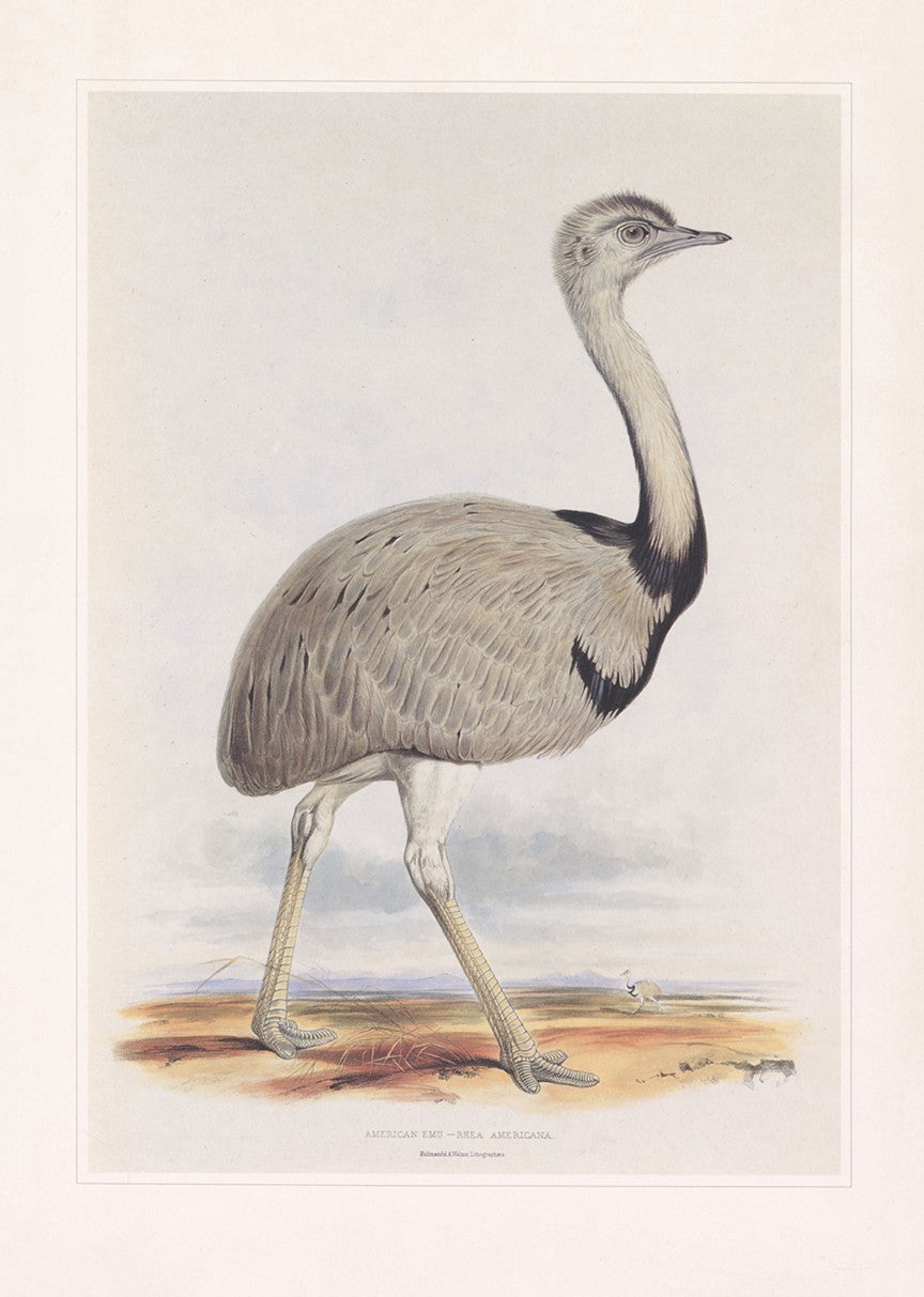 Common Rhea