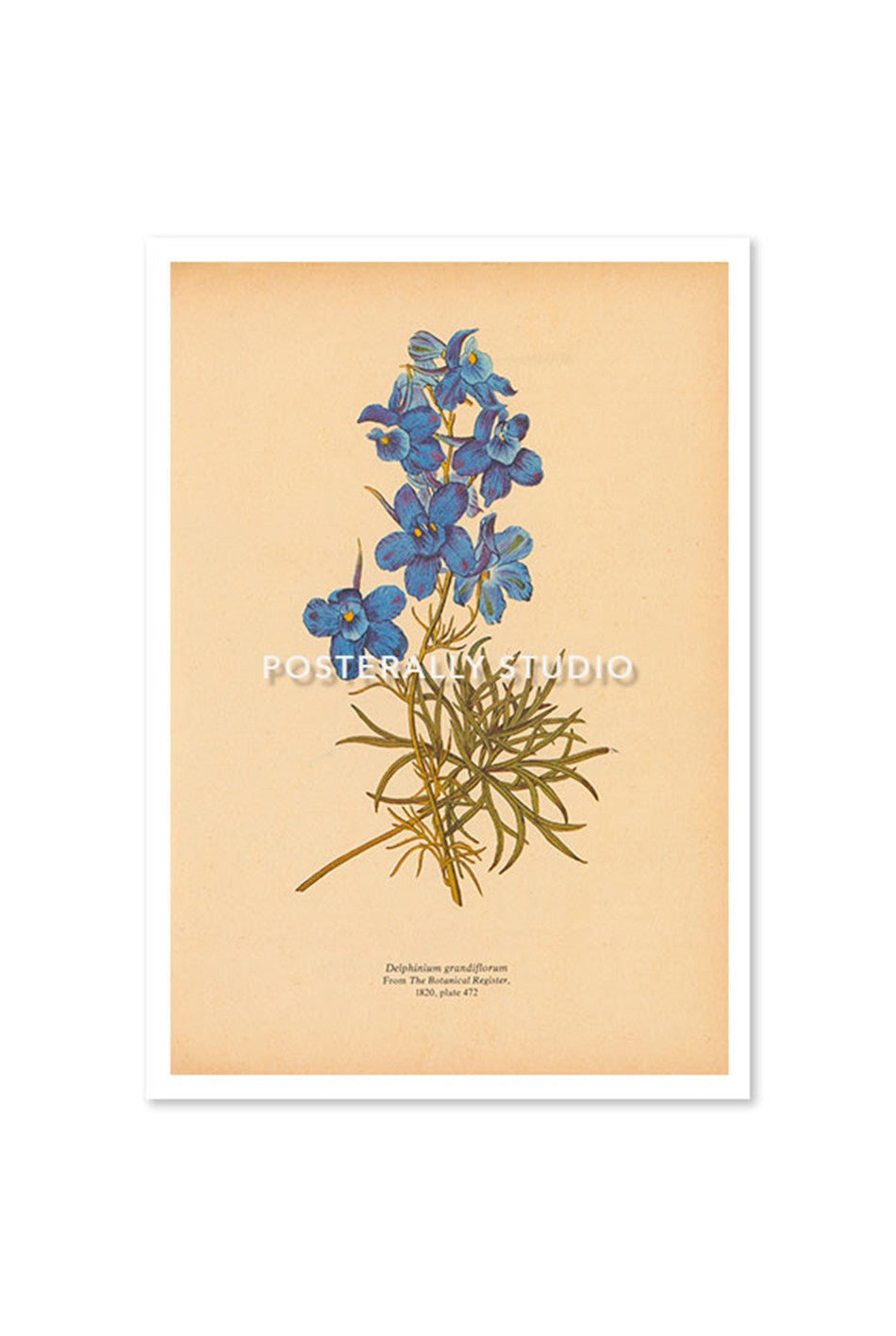 Delphinium Grandiflorum or Siberian Larkspur