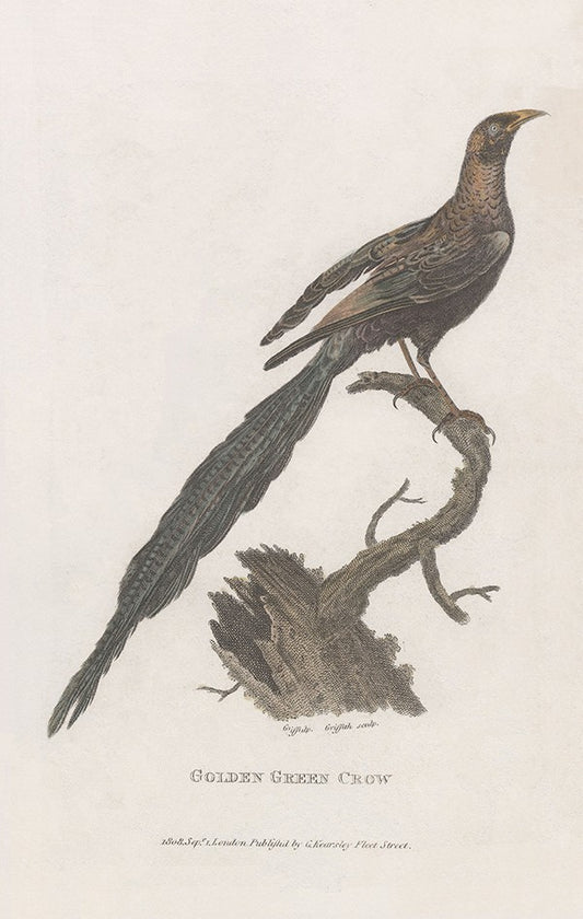 Golden Green Crow