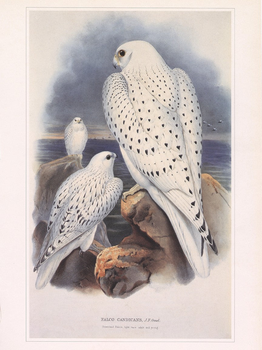Gyrfalcon