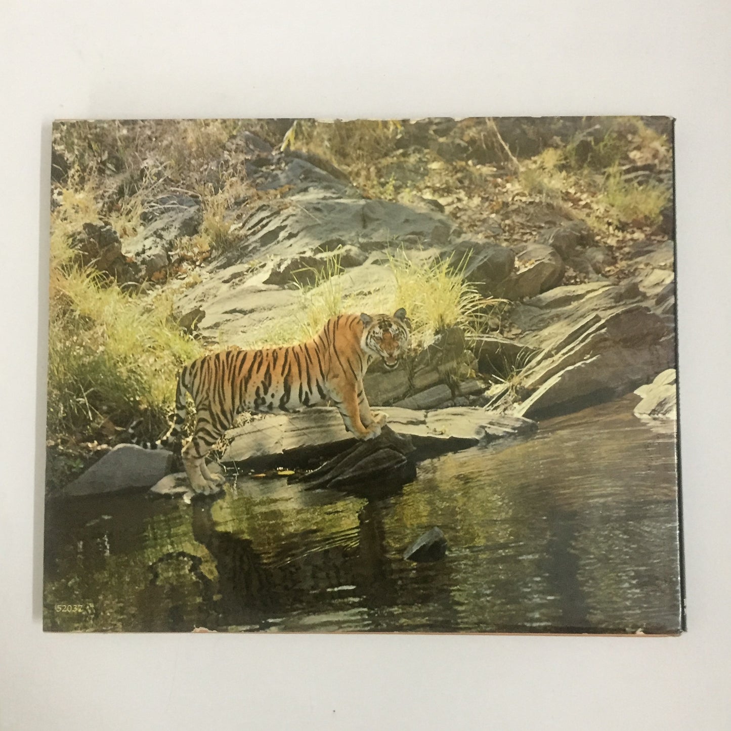 Tigerland by Kailash Sankhala