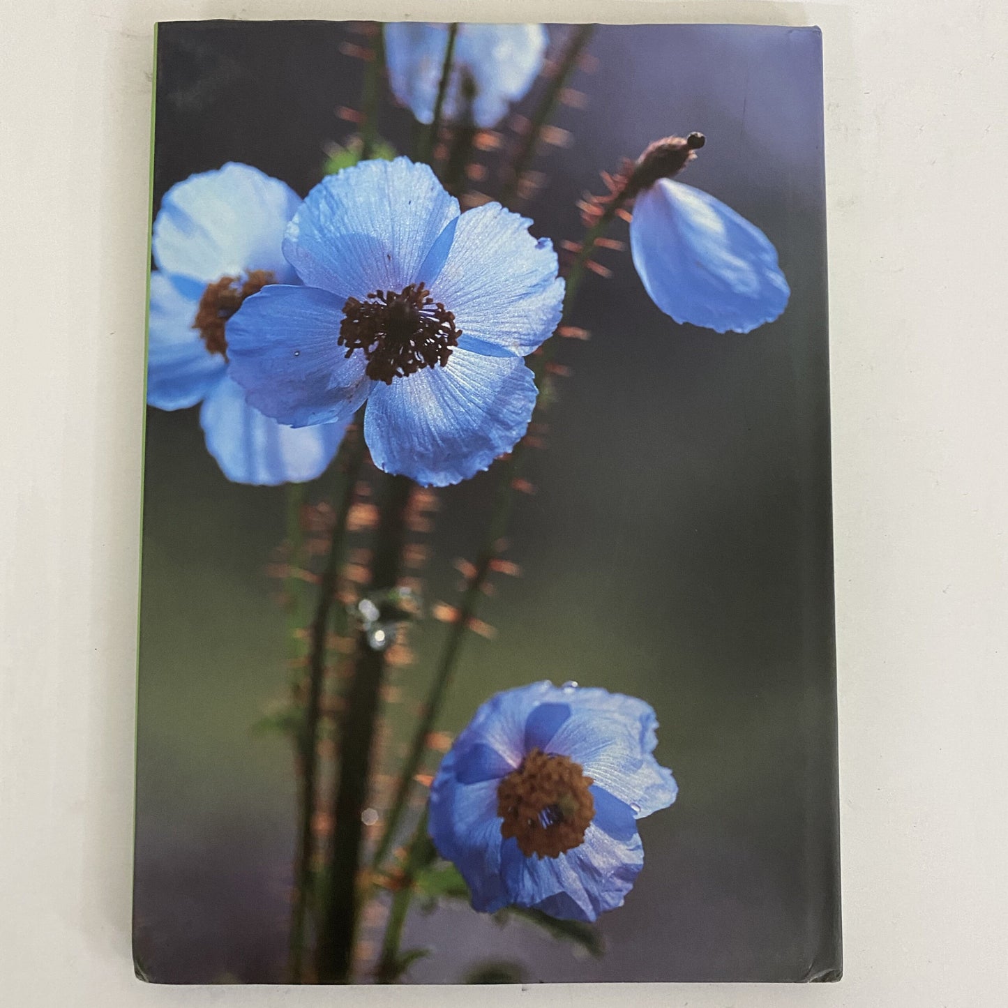 Indian Wildflowers by Prakash Dubey