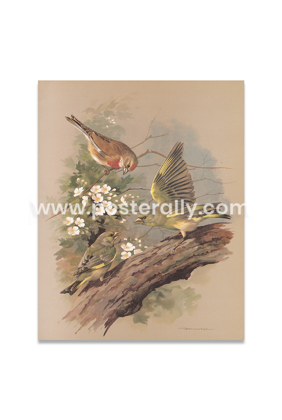 Linnet and Greenfinch