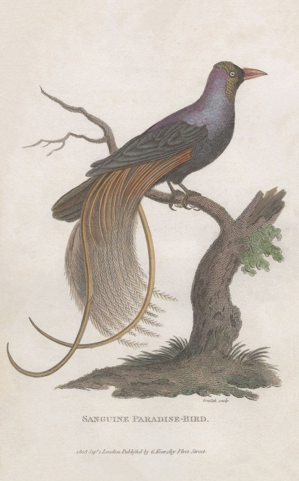 Sanguine Paradise-Bird