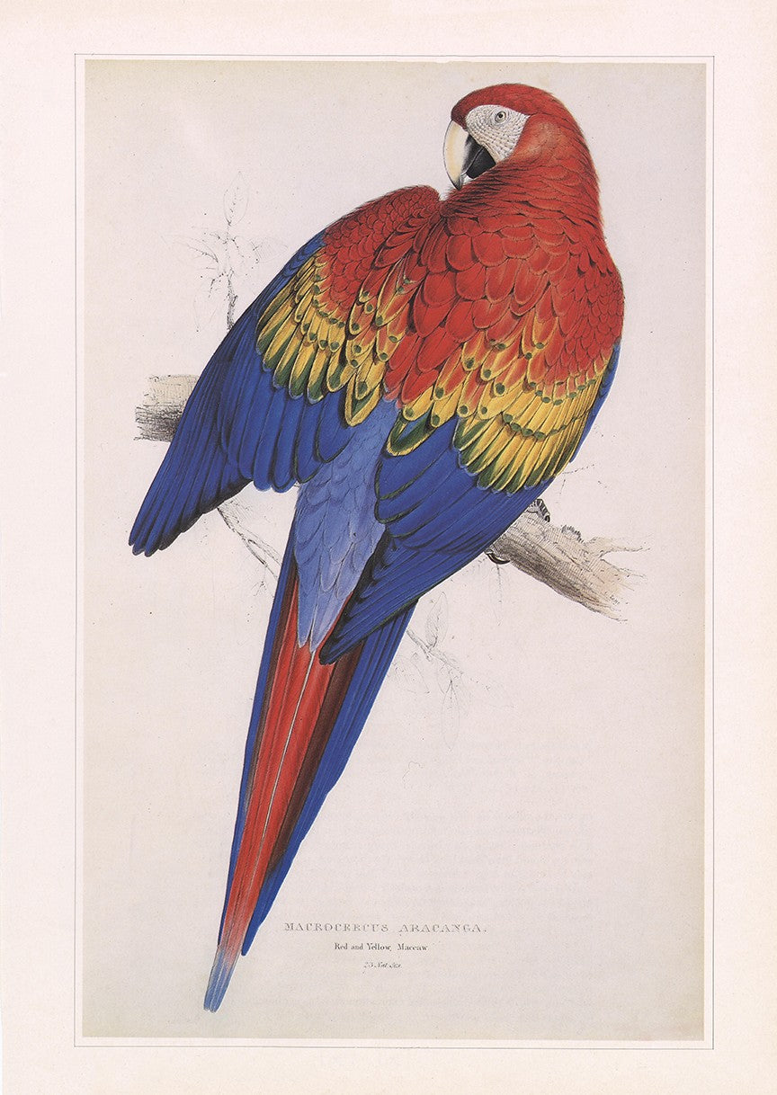 Scarlet Macaw