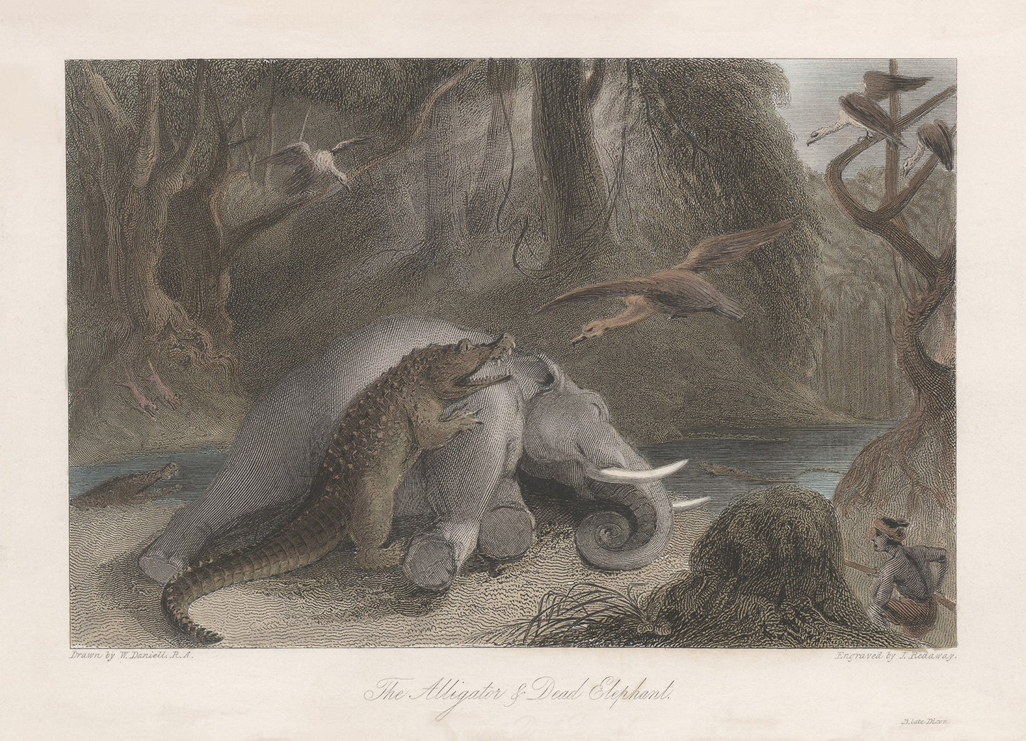 The Alligator & Dead Elephant