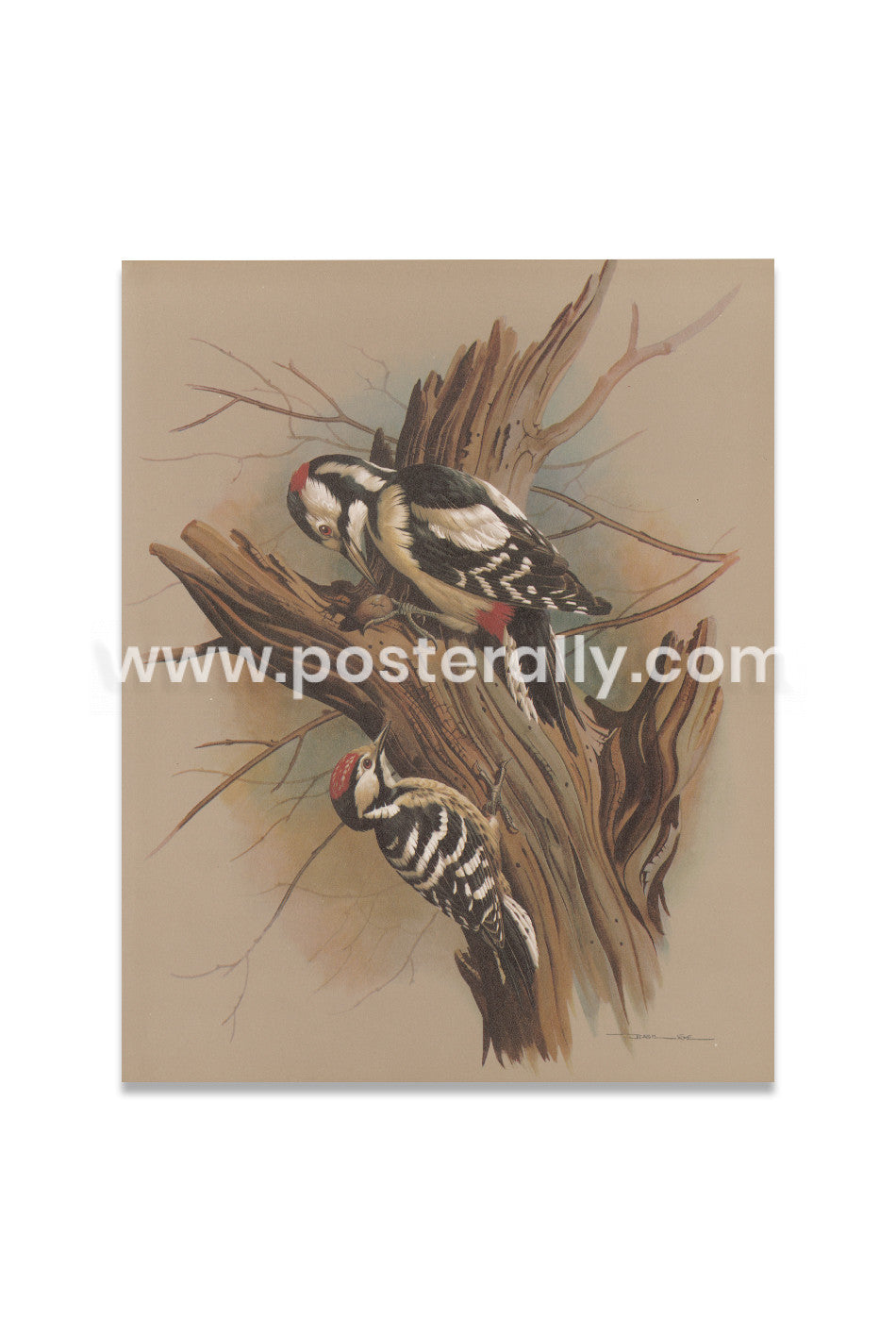 The Pied Woodpecker