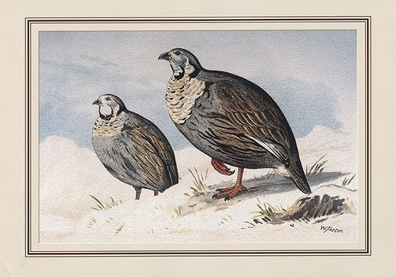 Himalayan Snowcock (tetraogallus Himalayensis)