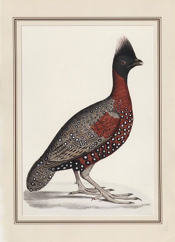 Tragopan