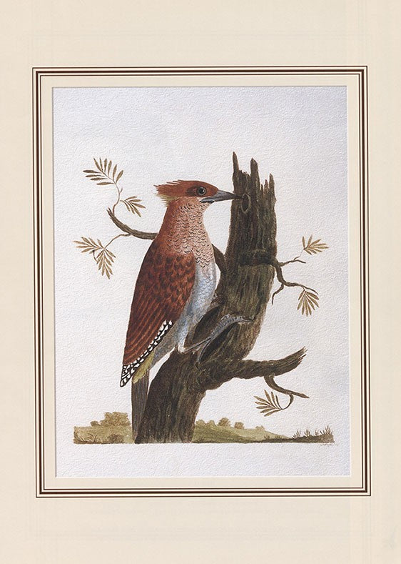 Rufous Woodpecker (celius Brachyurus)