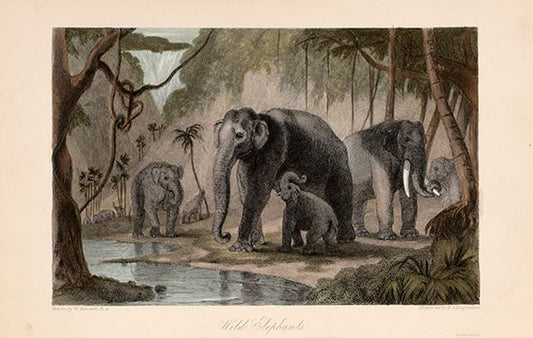 Wild Elephants