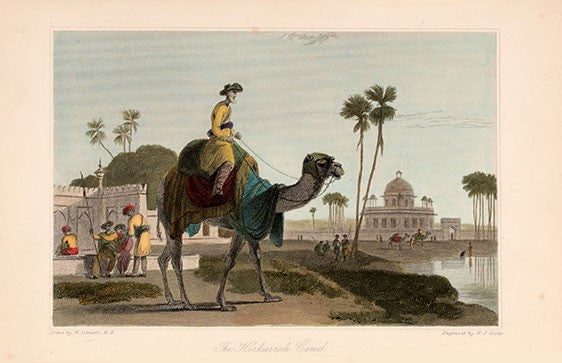 The Hirikarrah Camel