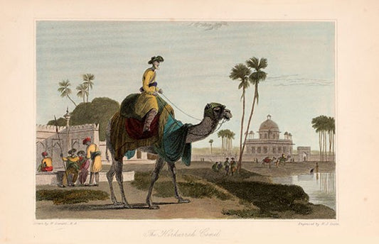 The Hirikarrah Camel