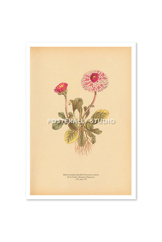 Bellis Perennis or Common Daisy