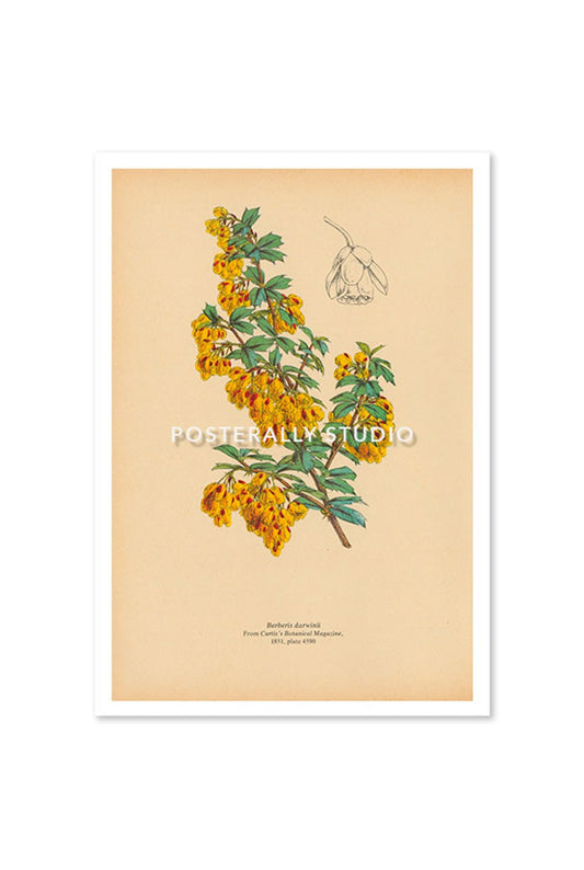 Berberis Darwinii or Darwins Barberry