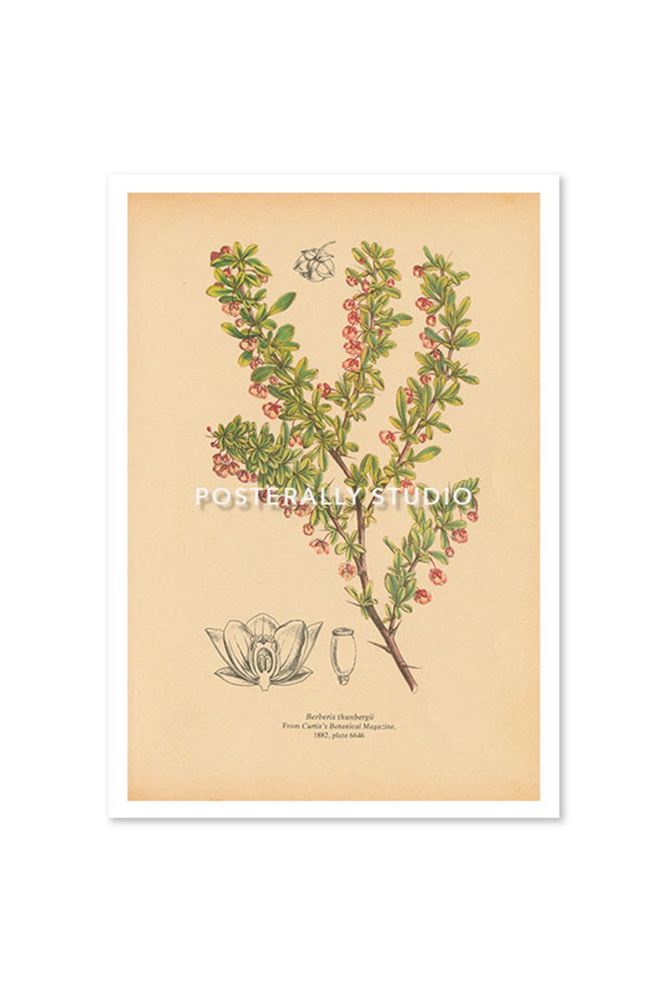 Berberis Thunbergii or Japanese Barberry
