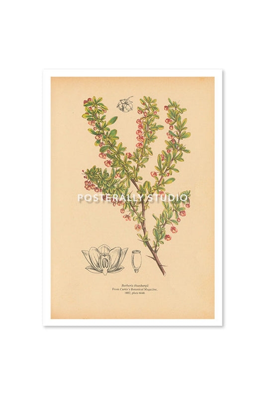 Berberis Thunbergii or Japanese Barberry