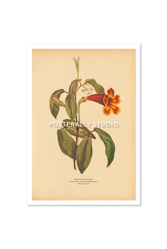 Bignonia Capreolata or Crossvine