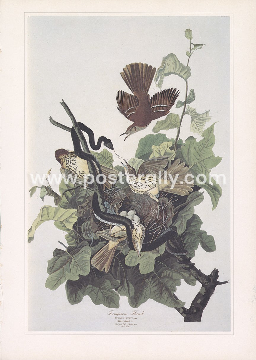Brown Thrasher