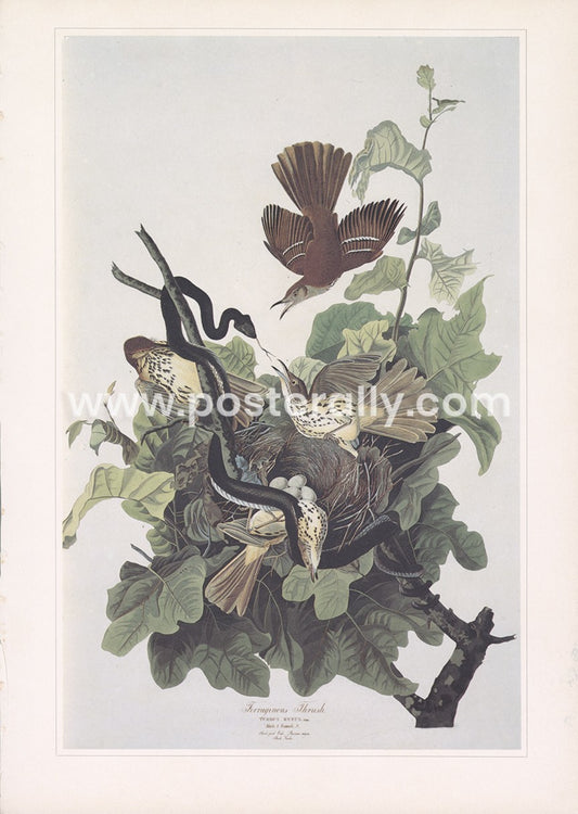 Brown Thrasher