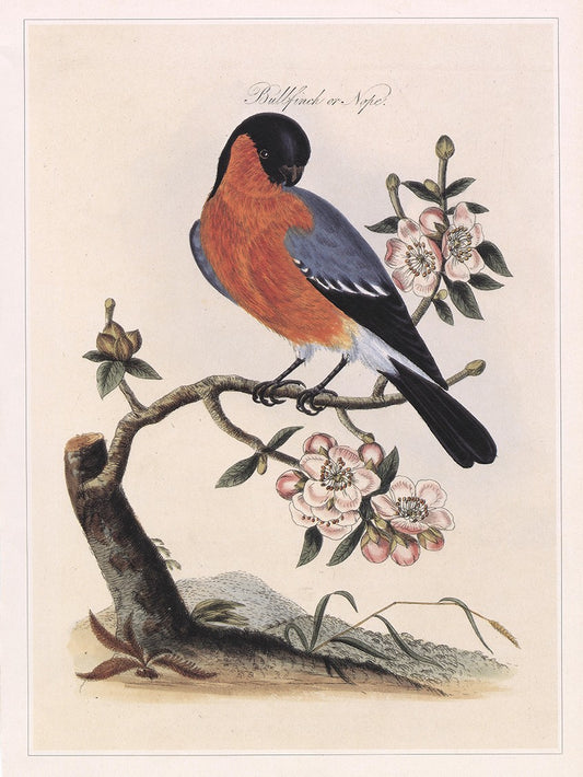Bullfinch
