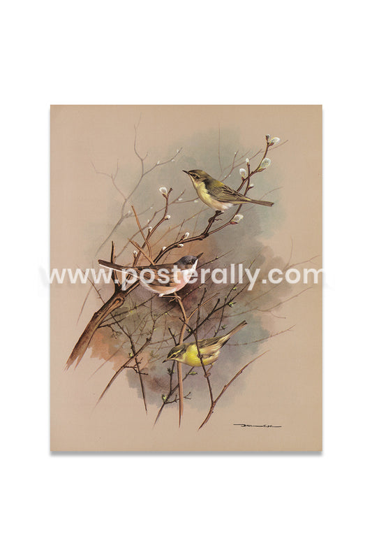 Chiffchaff, whitethroat and willow warbler