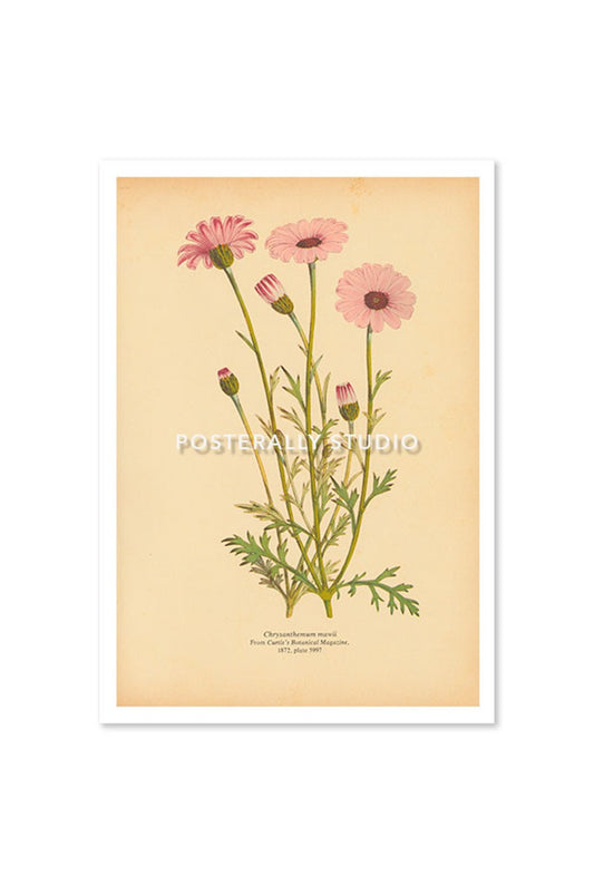 Chrysanthemum Mawii or Chrysanths