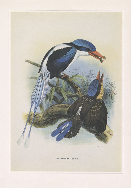 Common Paradise Kingfisher