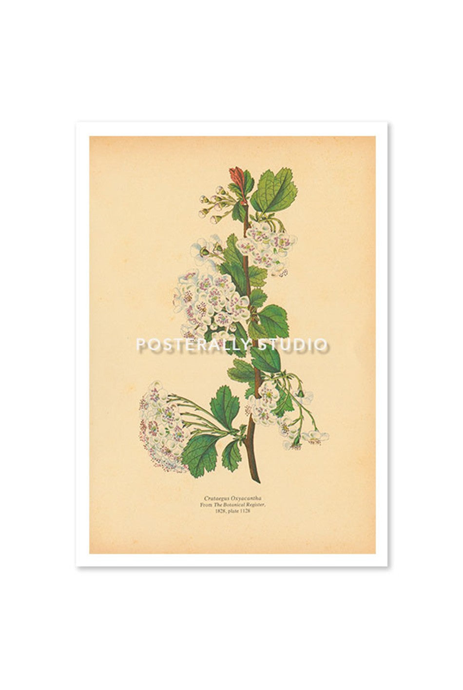Crataegus Oxyacantha or Hawthorn