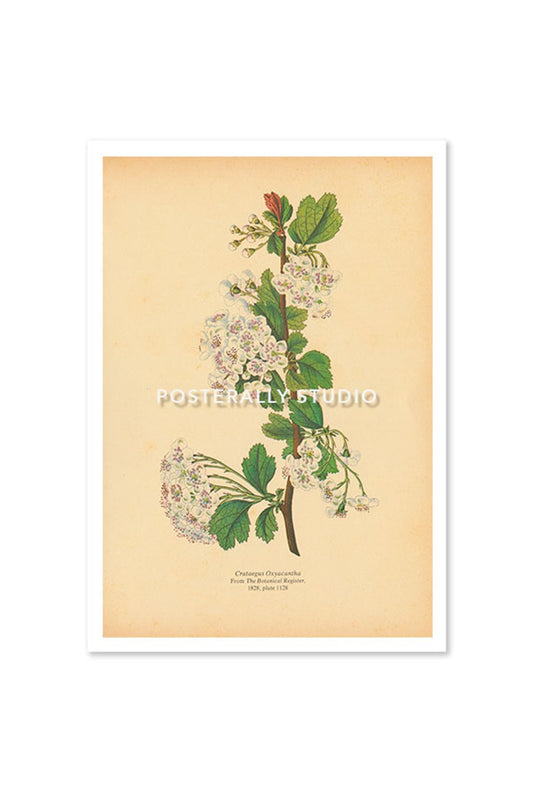 Crataegus Oxyacantha or Hawthorn