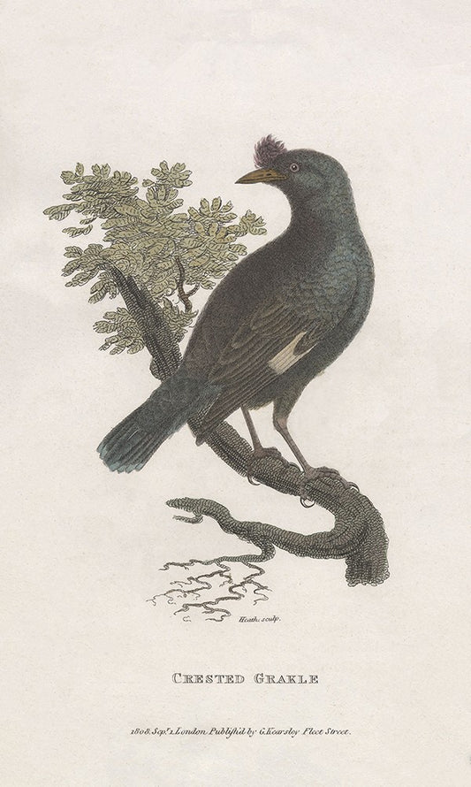 Crested Grakle