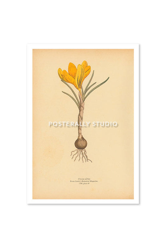 Crocus Aerius