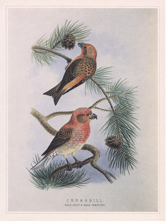 Crossbill