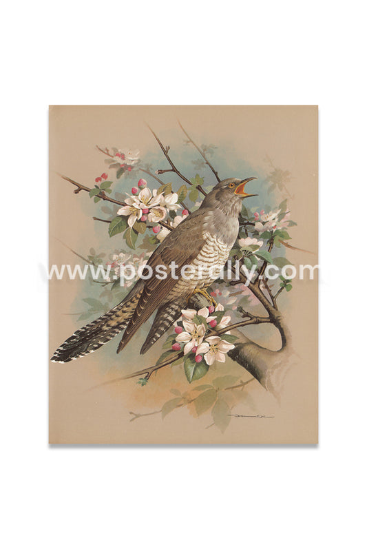 Cuckoo