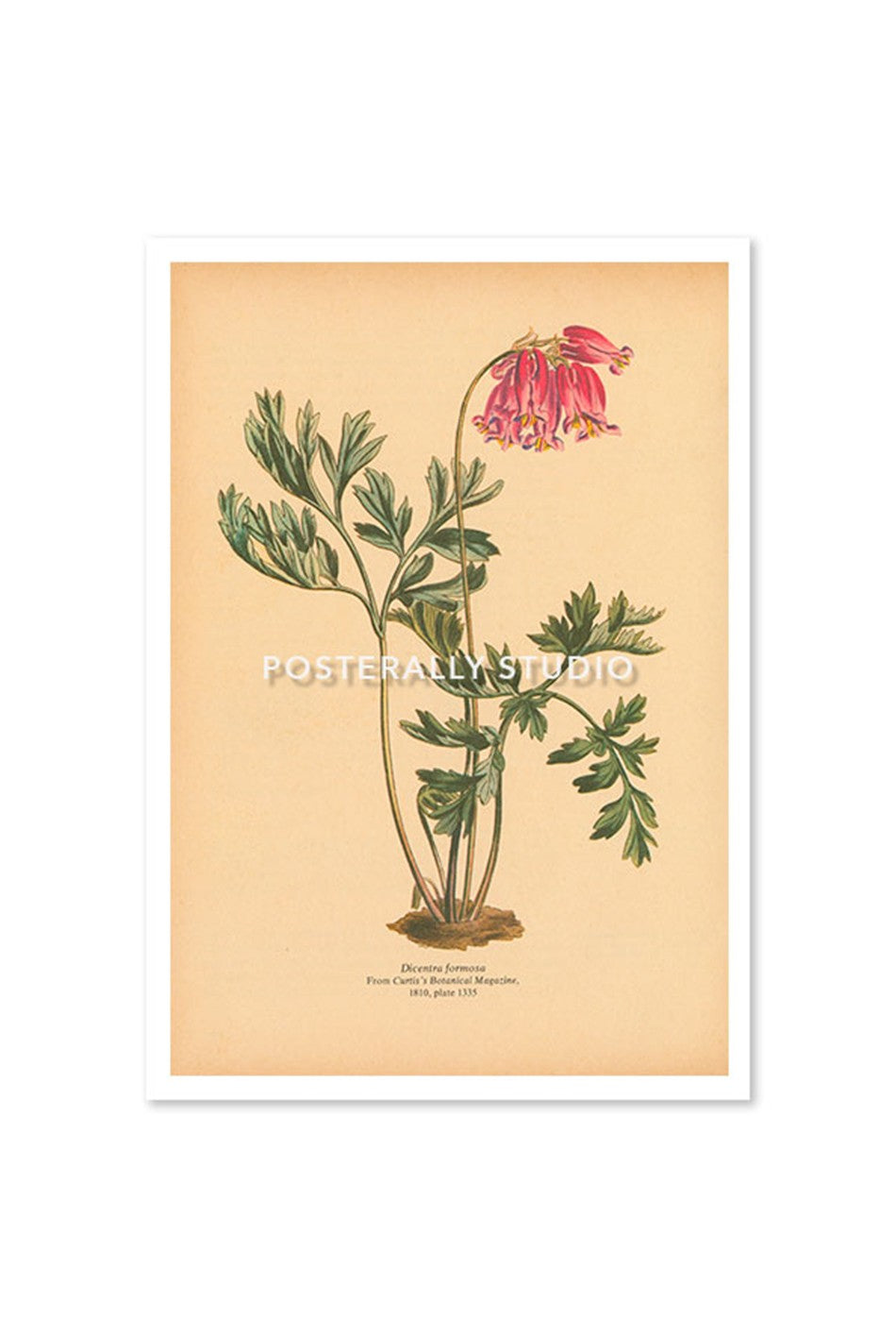 Dicentra Formosa or Pacific Bleeding Heart