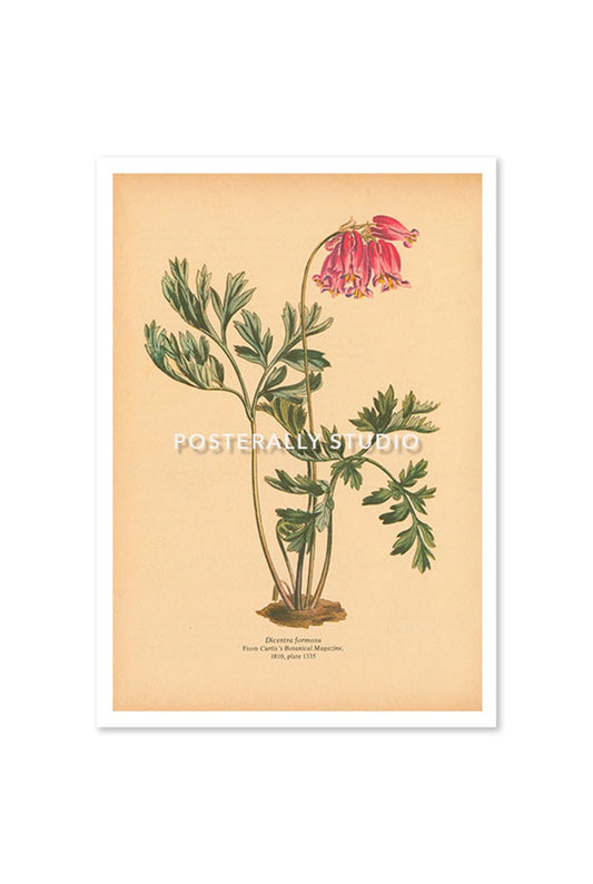 Dicentra Formosa or Pacific Bleeding Heart