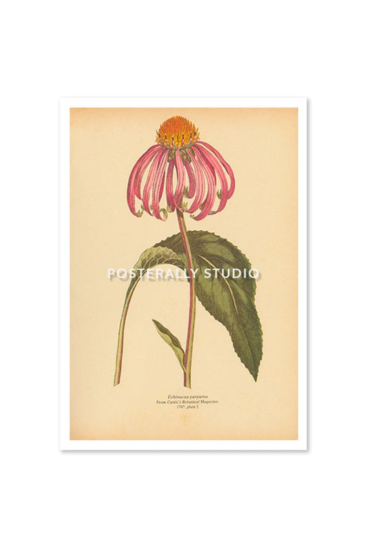 Echinacea Purpurea or Purple Coneflower