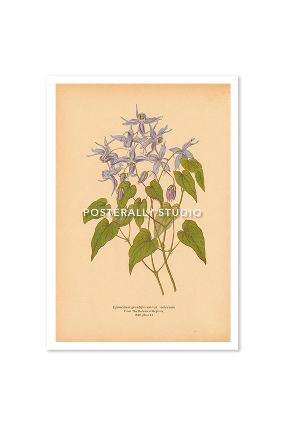 Epimedium Grandiflorum or Barrenwort