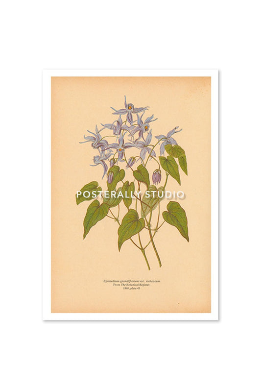 Epimedium Grandiflorum or Barrenwort