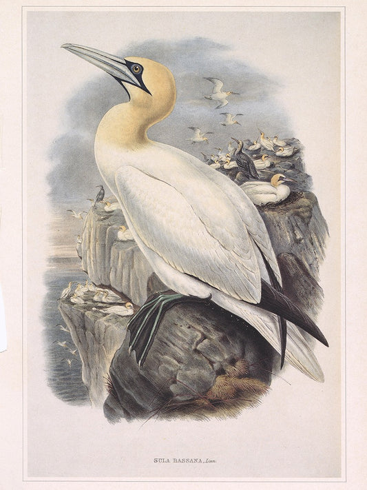 Gannet