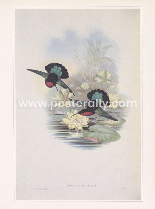 Garnet-throated Humming Bird