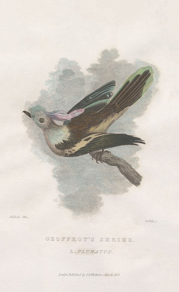 Geoffroy's Shrike