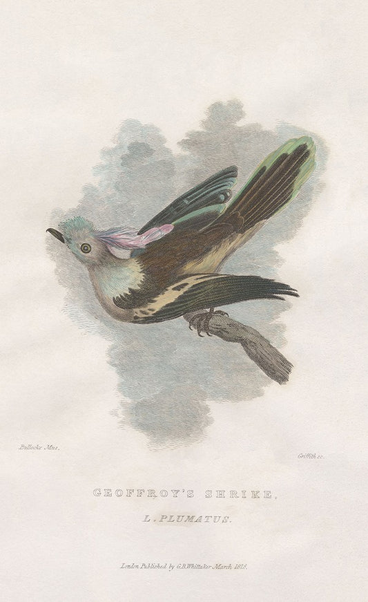Geoffroy's Shrike